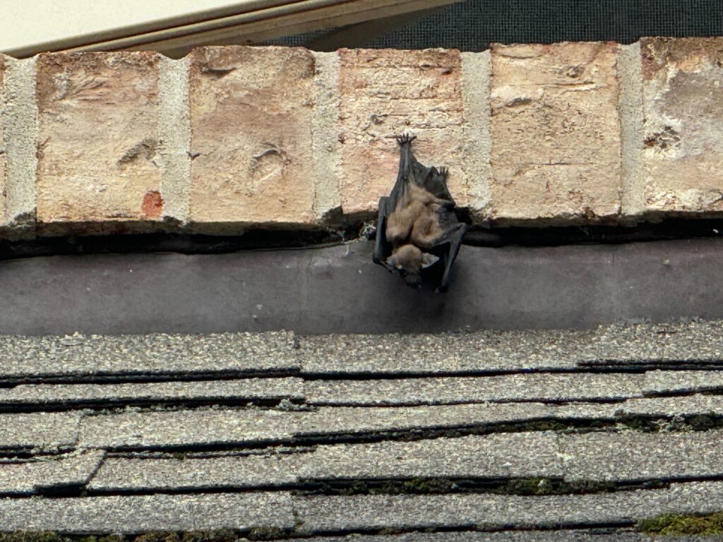 Wildlife Control Holly